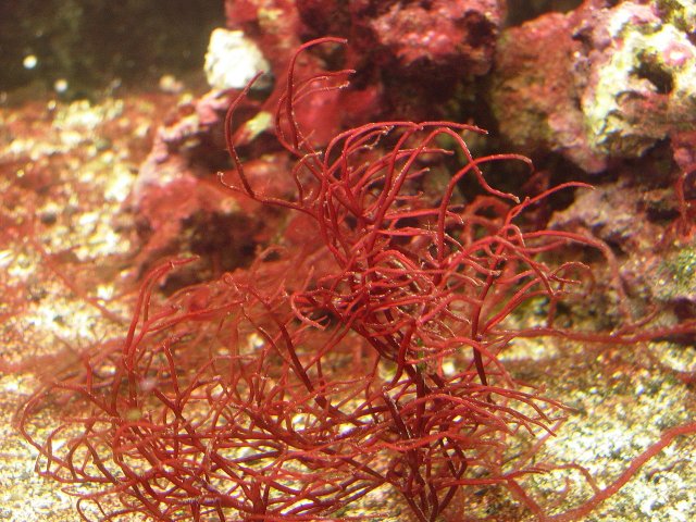 Vörös tengeri alga